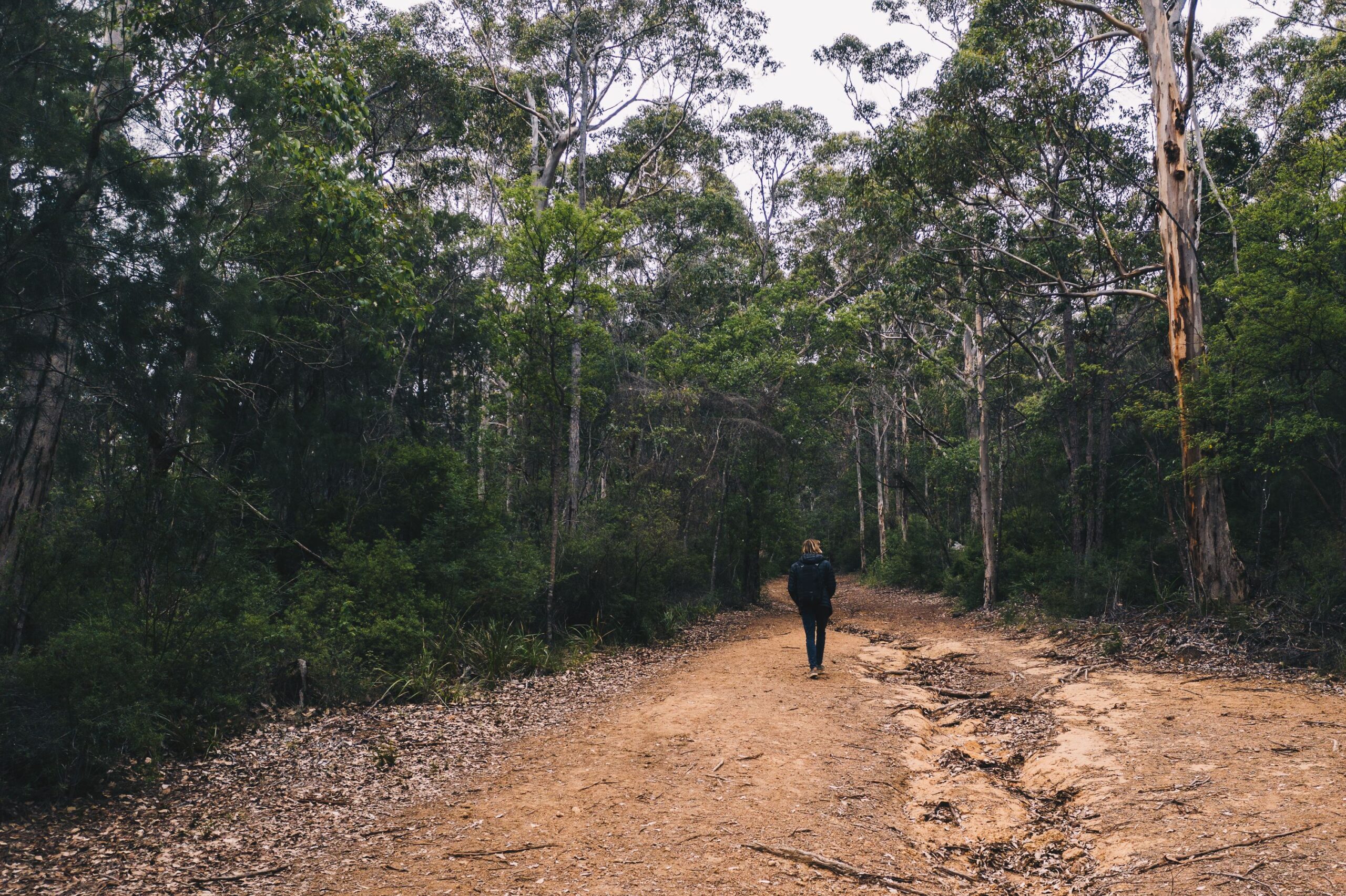 A person walking along a woodland path.