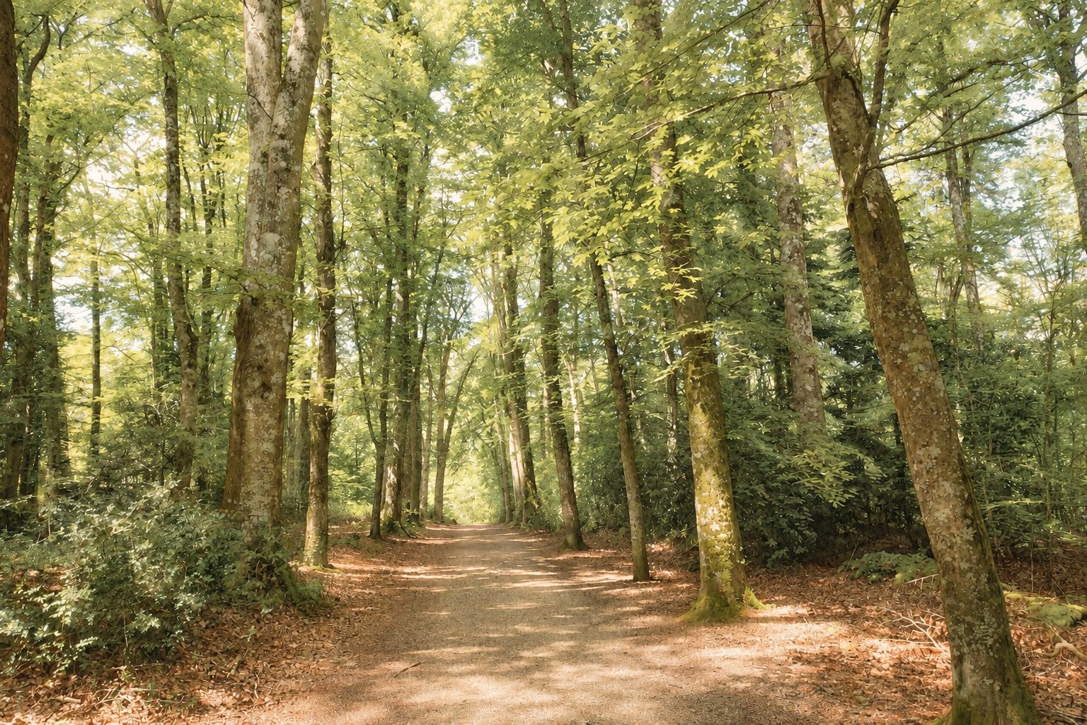 Sunlight filtering through trees along a peaceful woodland path.