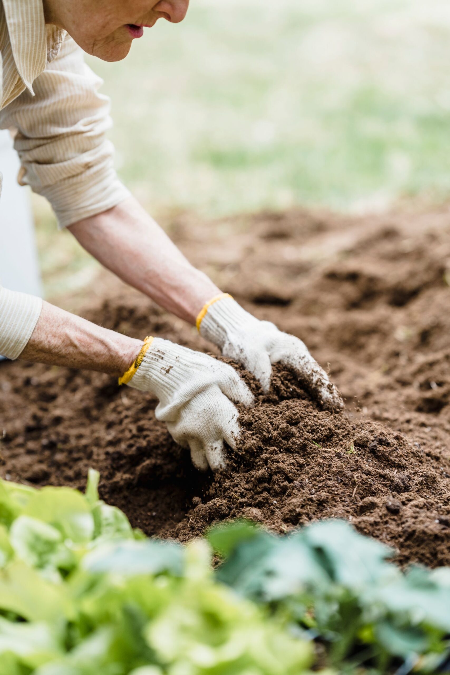 Gloved hands work in garden soil.