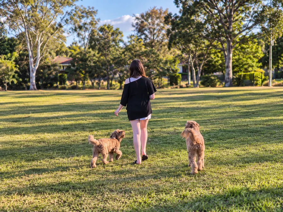 A girl walking with two dogs through a sunny grassy park